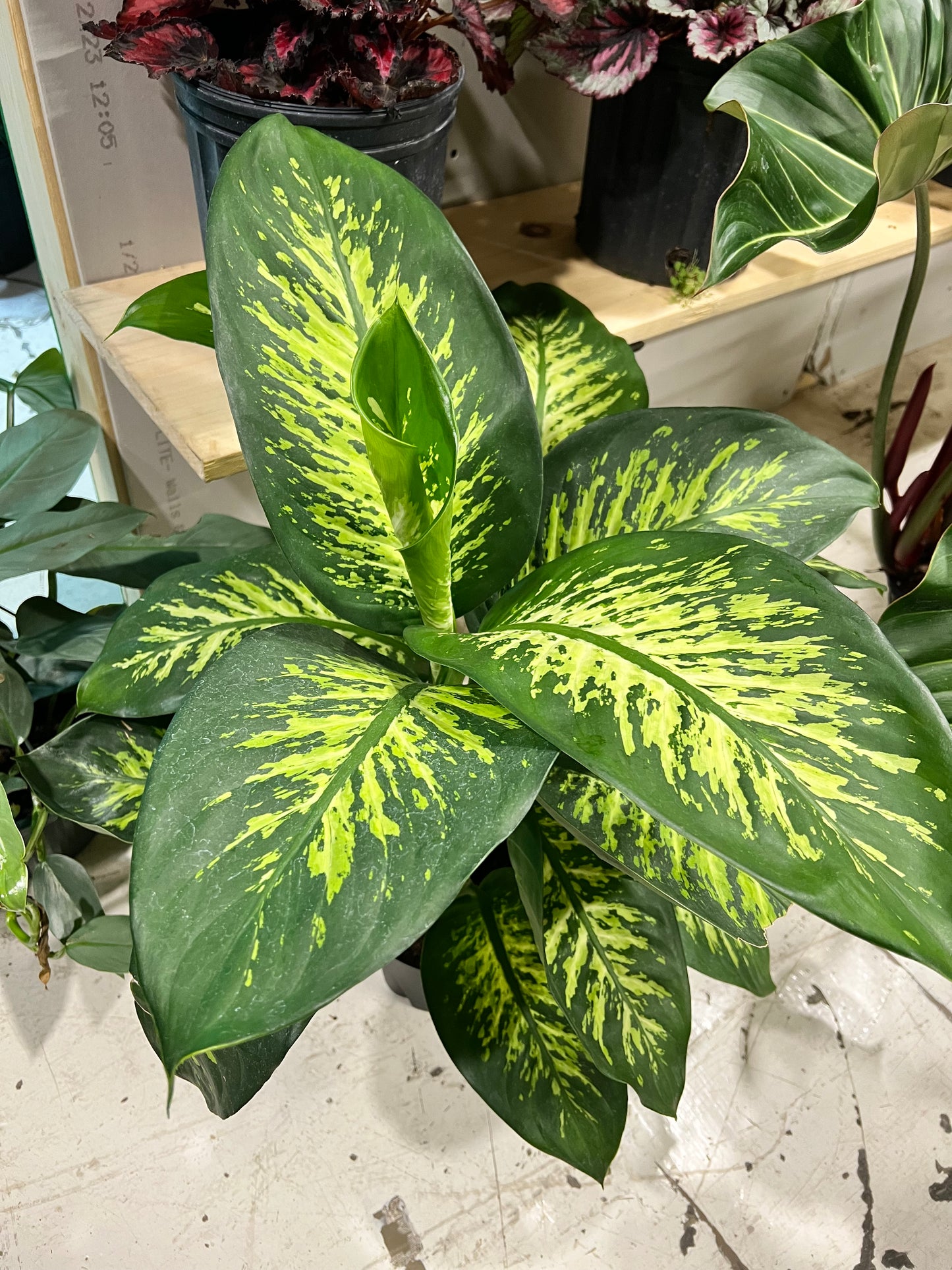 Dieffenbachia 8”