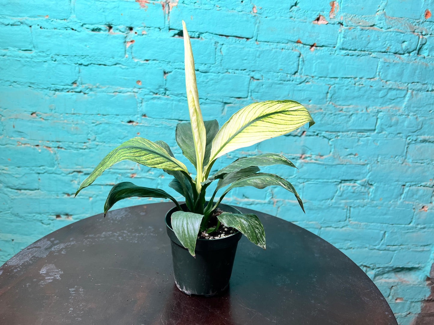 Spathiphyllum Sensation Mint 4”