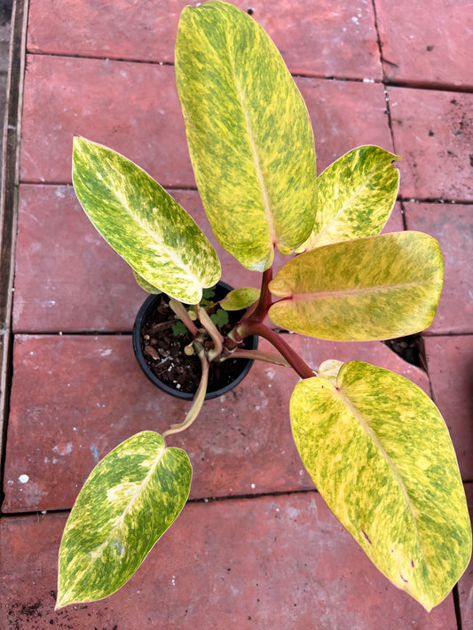 Philodendron painted lady 4”