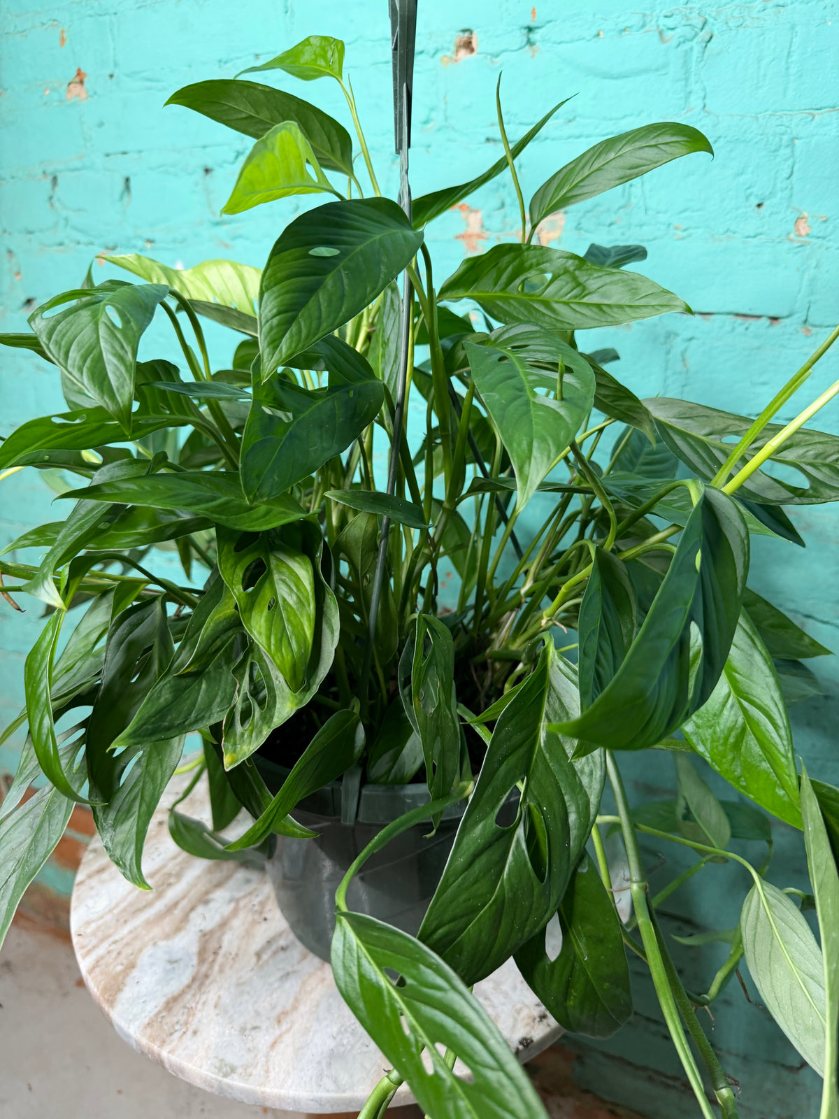 Monstera Adansonii ‘Swiss Cheese’ Wide Form 8” basket