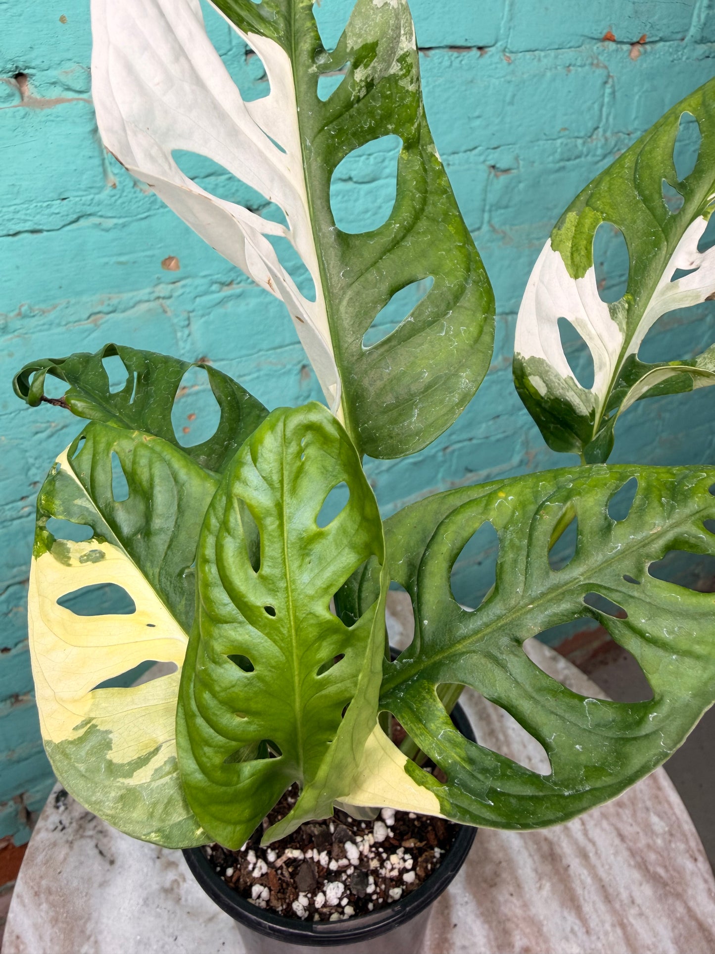 Monstera Adansonii Albo 5”