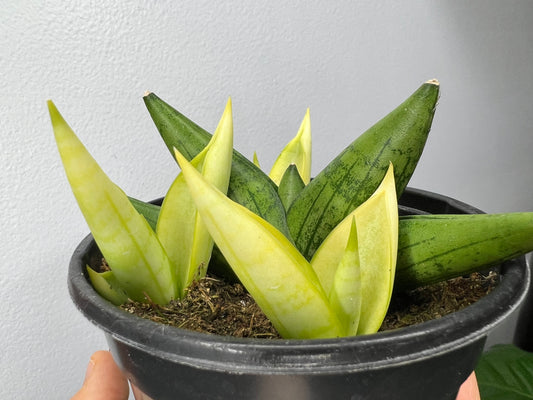 Starfish snake plant  (variegated)