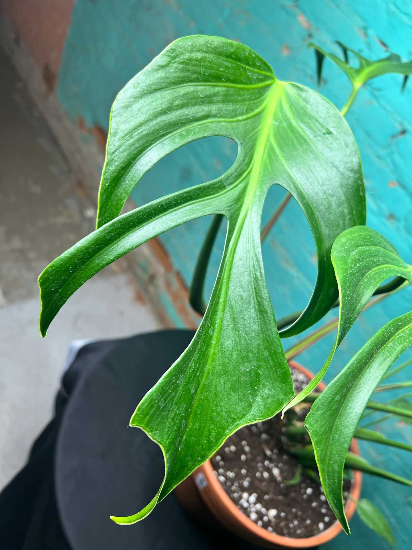 Monstera Burle Marx Flame -Clay