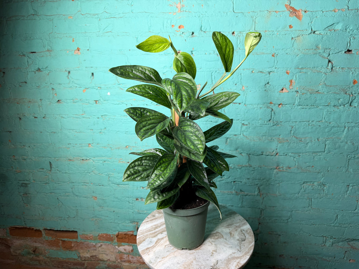 Monstera Peru-Monstera karstenianum 6” Totem