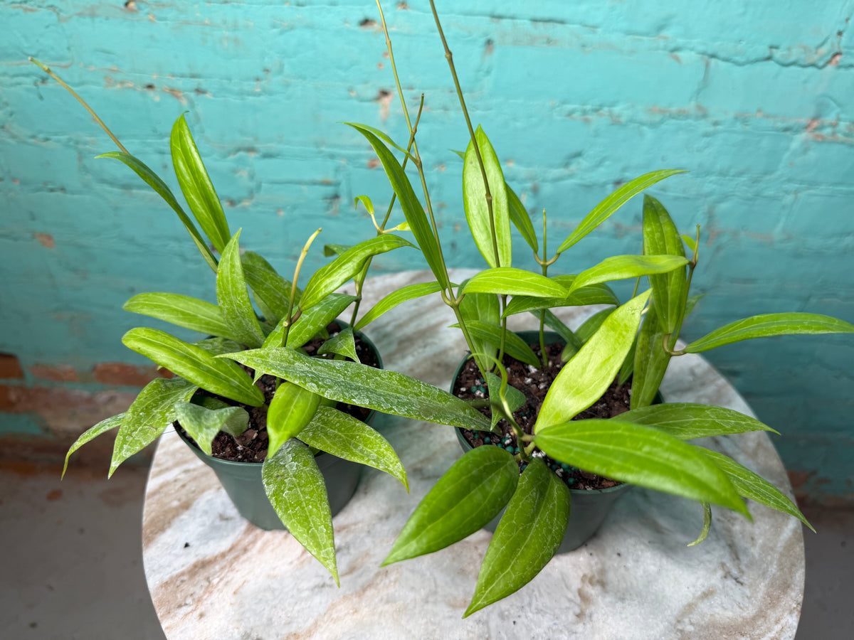 Hoya Blashernaezii 4”