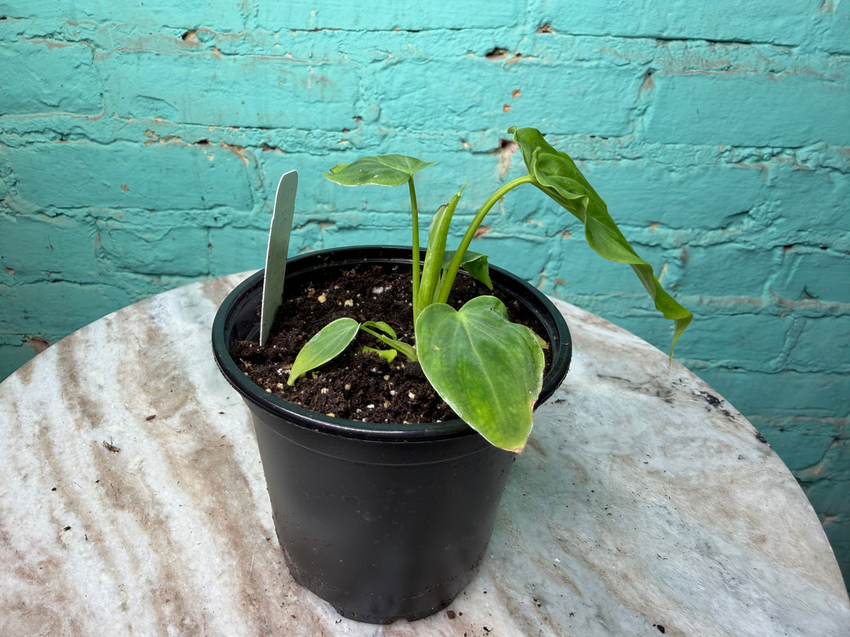 Philodendron Verrucosum  4”