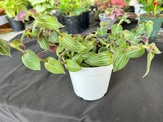 Stripe Inch plant