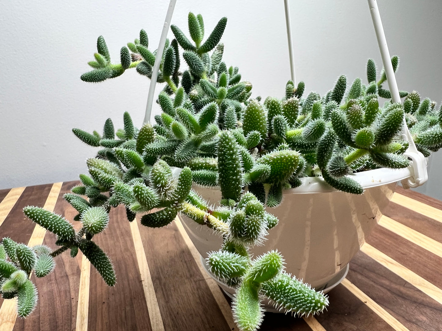 Pickle Plant 6” basket