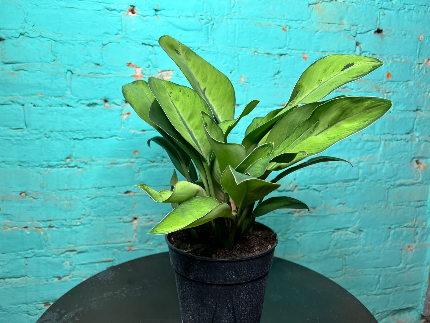 Homalomena Selby 6”