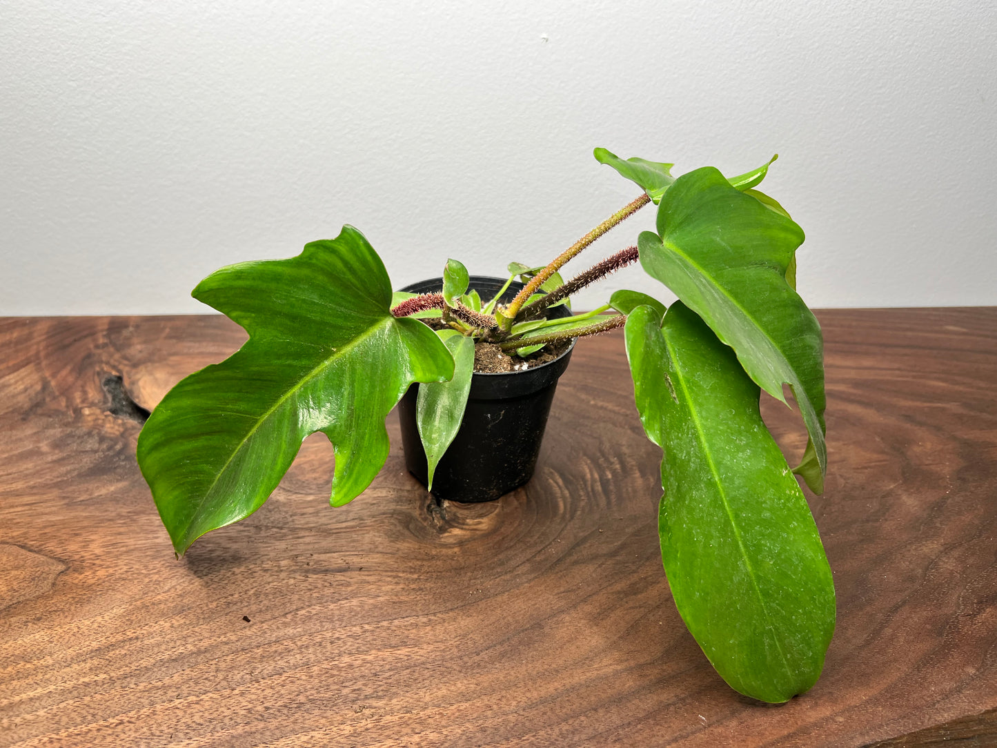 Philodendron Squamiferum