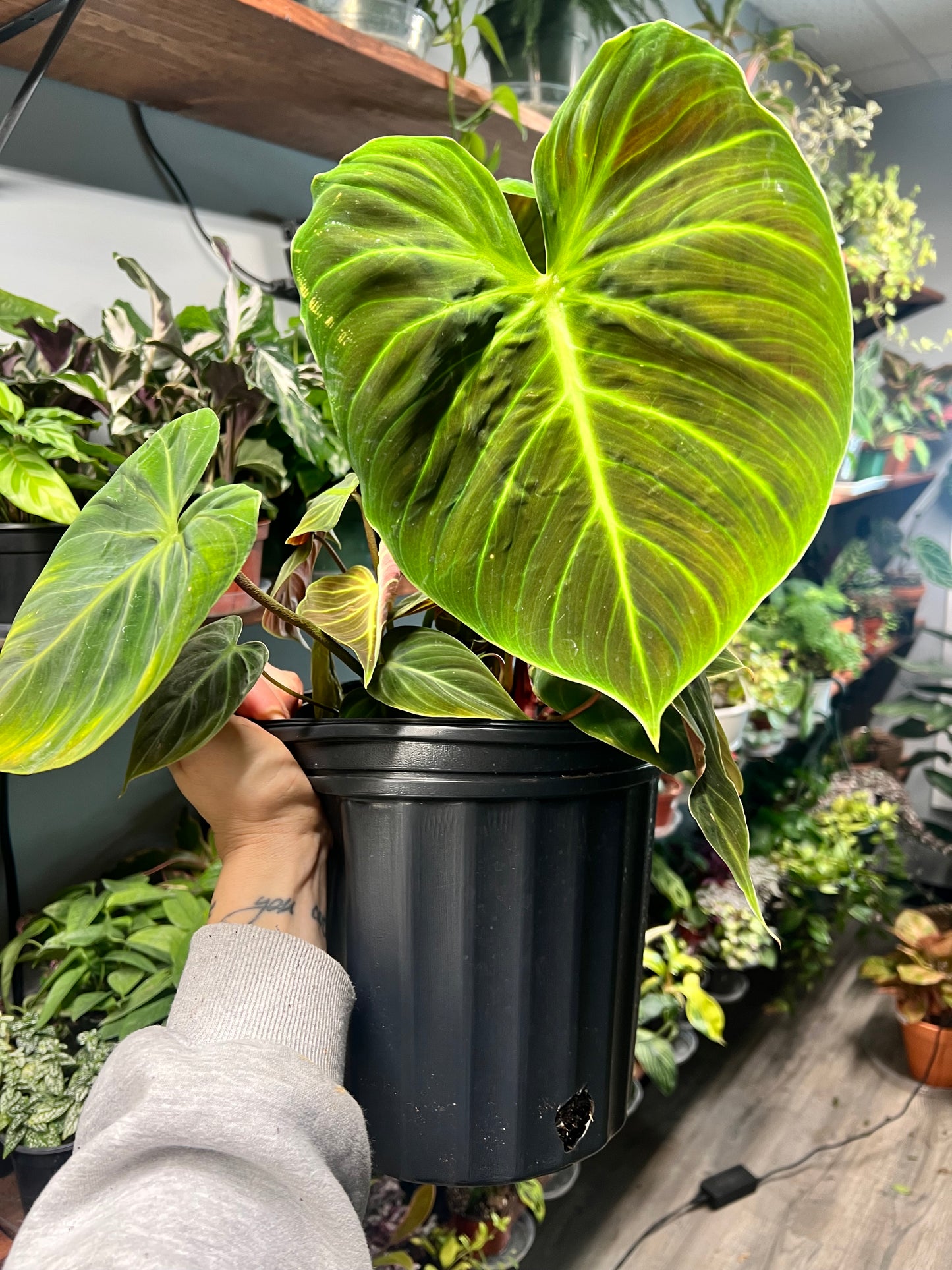 Philodendron El Choco Red 10”