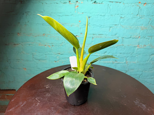 Philodendron Congo Thailand  4”