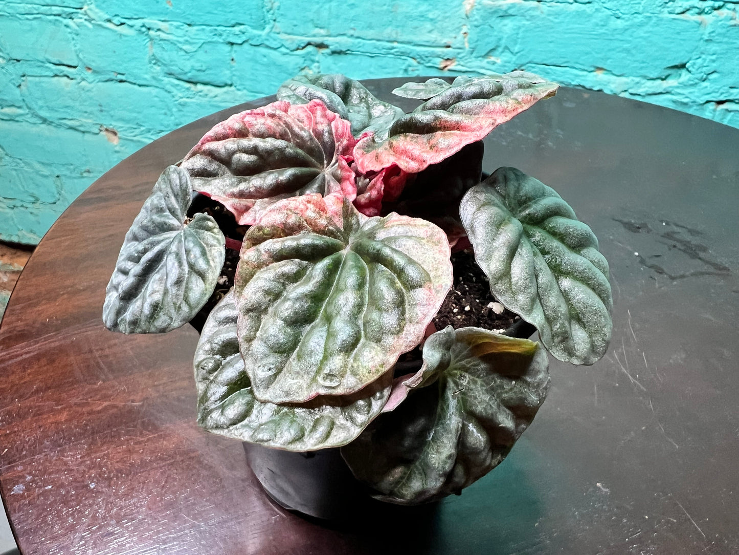 Peperomia Abicos 4”