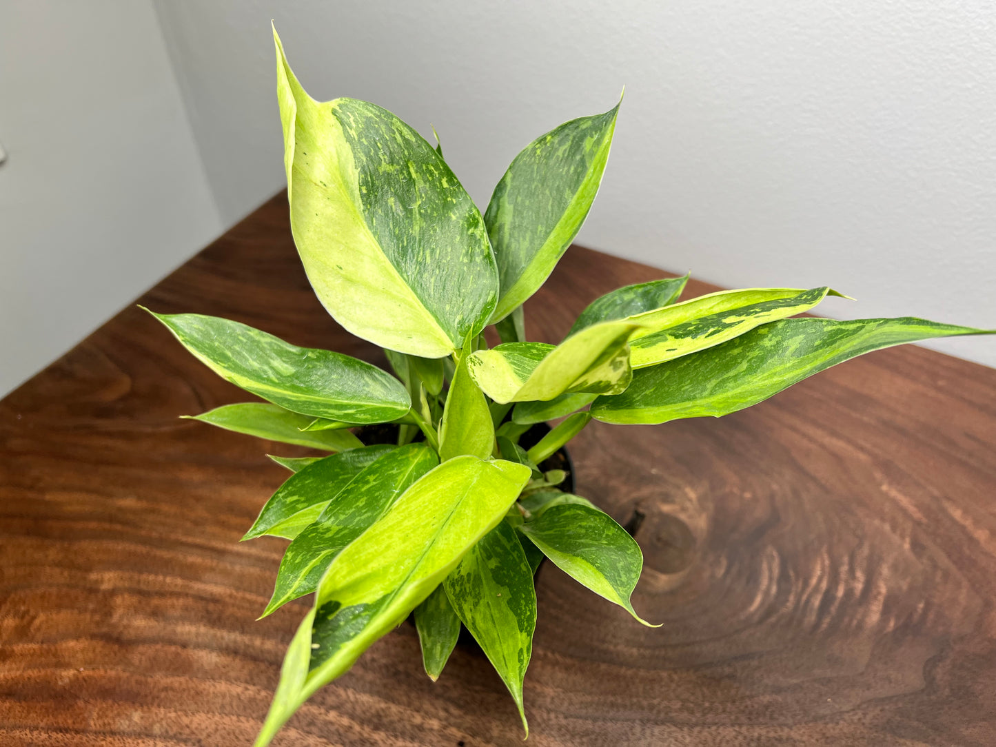 Philodendron Jose Buono Variegated