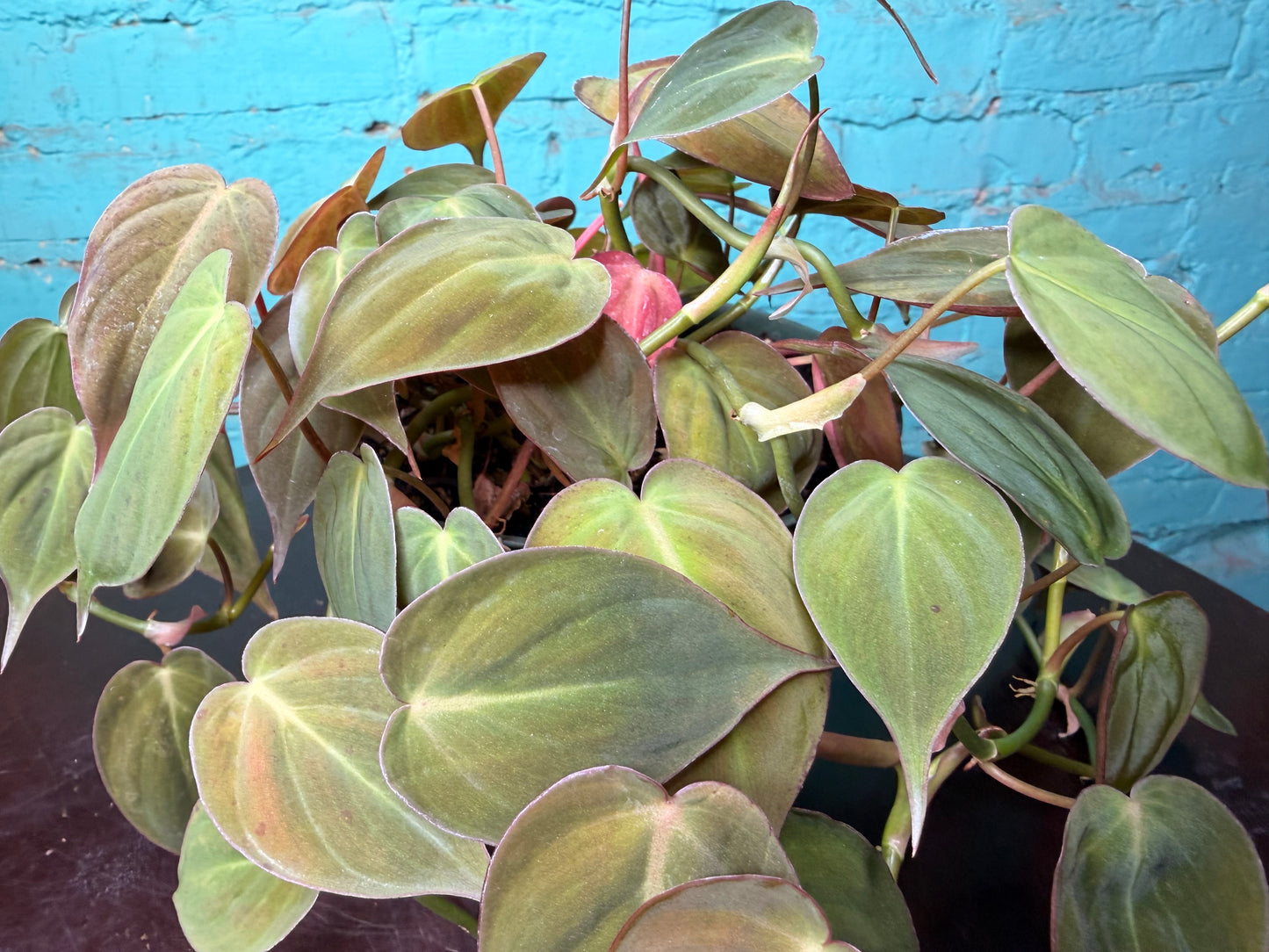 Philodendron Mican 6”