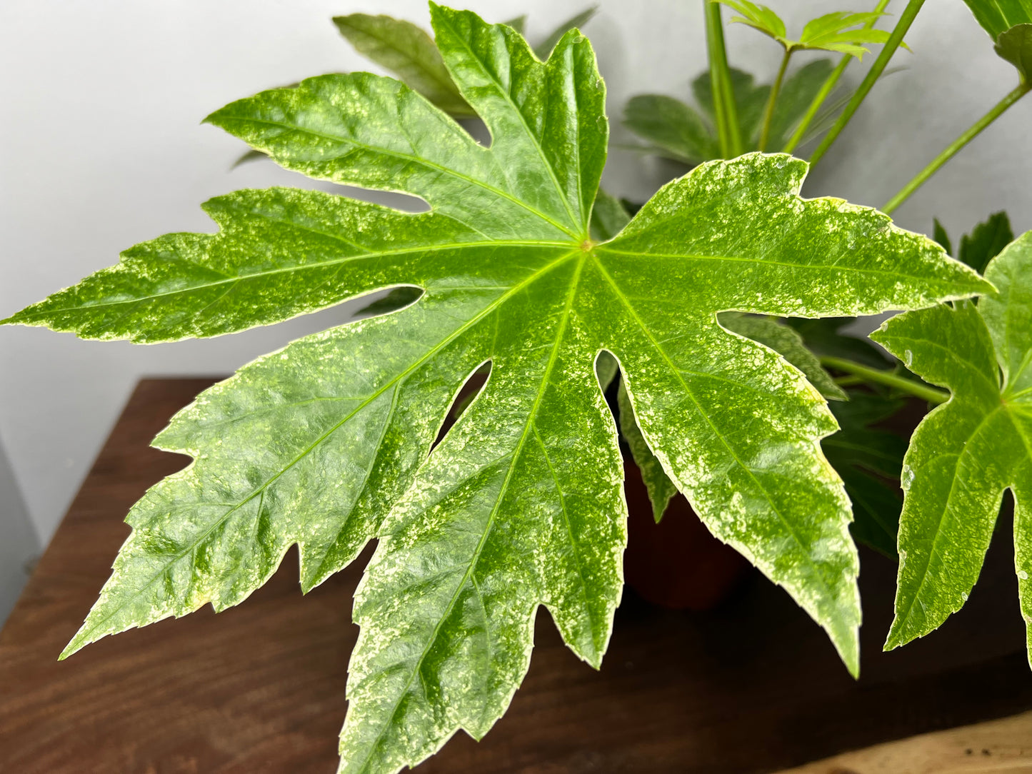 Japanese Fatsia