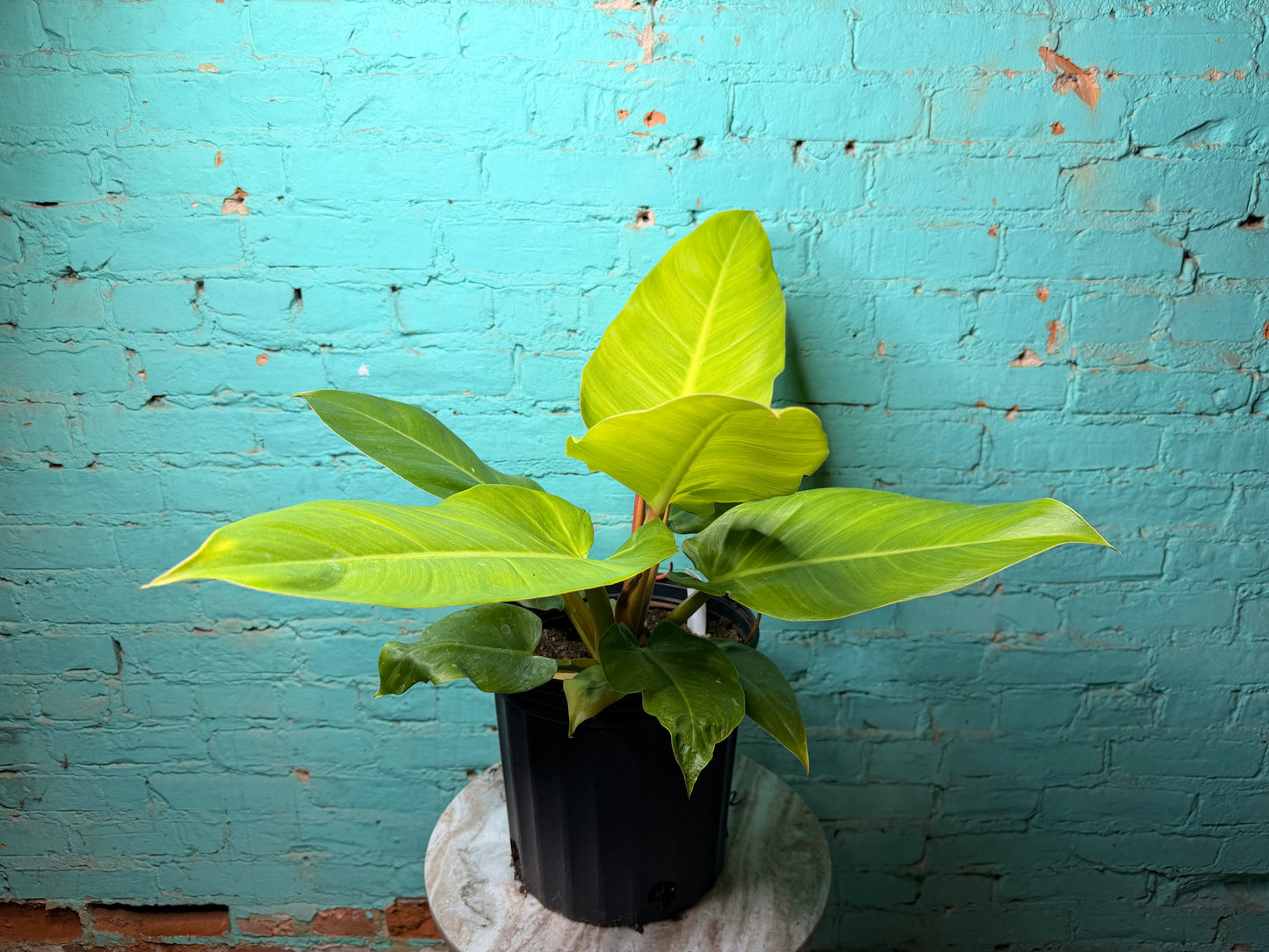Philodendron Melinoii Ghost 10”