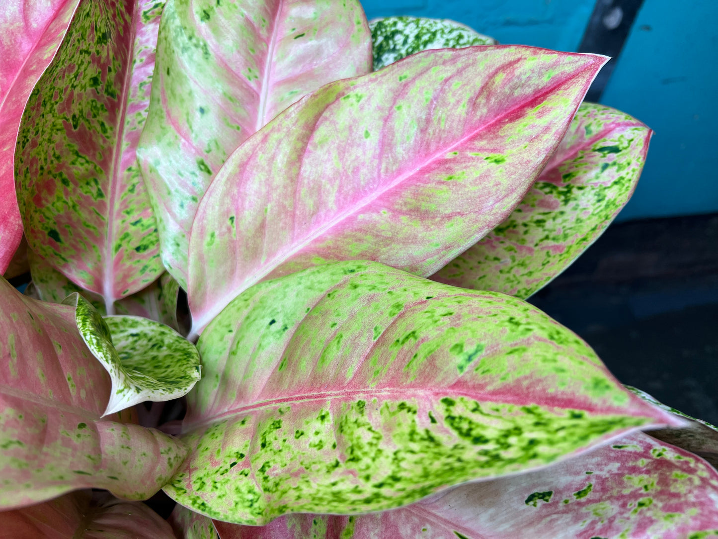 Aglaonema Sparkling Sarah Variegated 10”