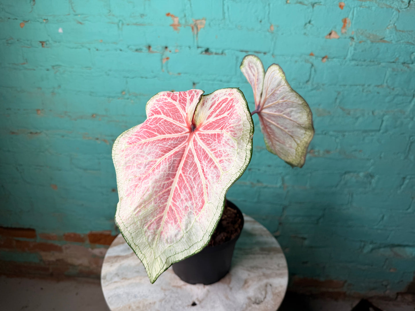 Caladium 6” White Lighting