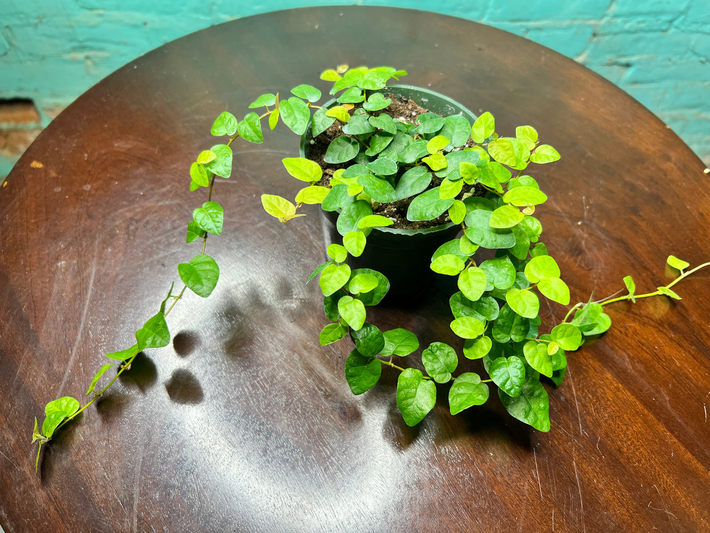 Creeping fig 4”