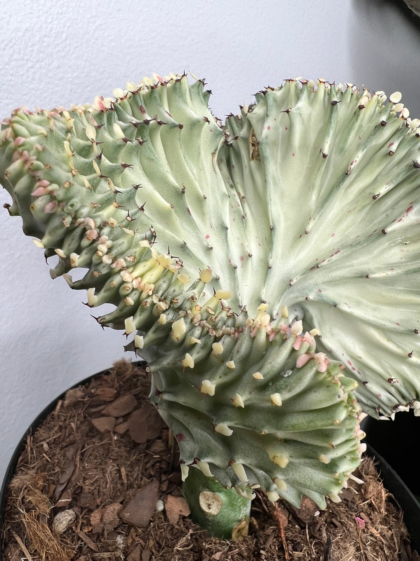 Mermaid Tail- Euphorbia Lactea