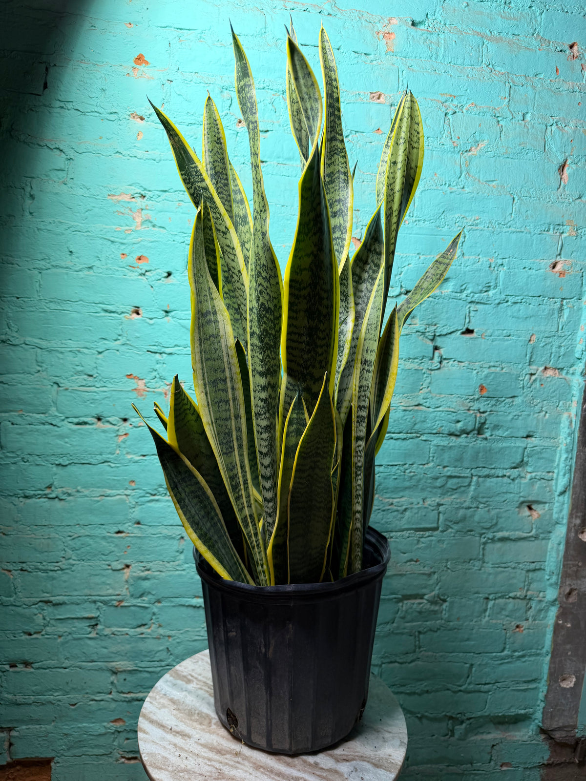 Snake plant ‘Laurentin’ 10” (39” Tall)