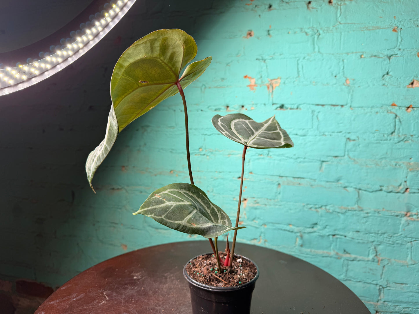 Anthurium Michelle x RVDF 4”