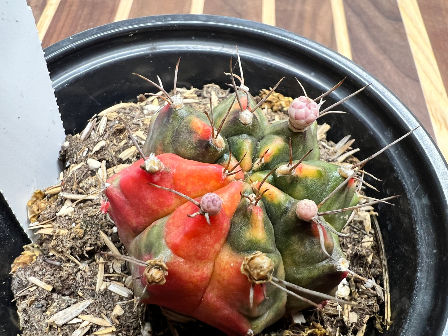 Gymnocalycium Mihanovichi Variegated Friedrich 6
