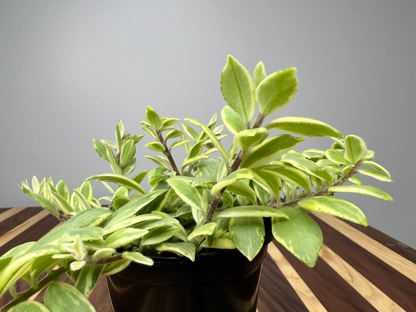 Lipstick plant Bicolor