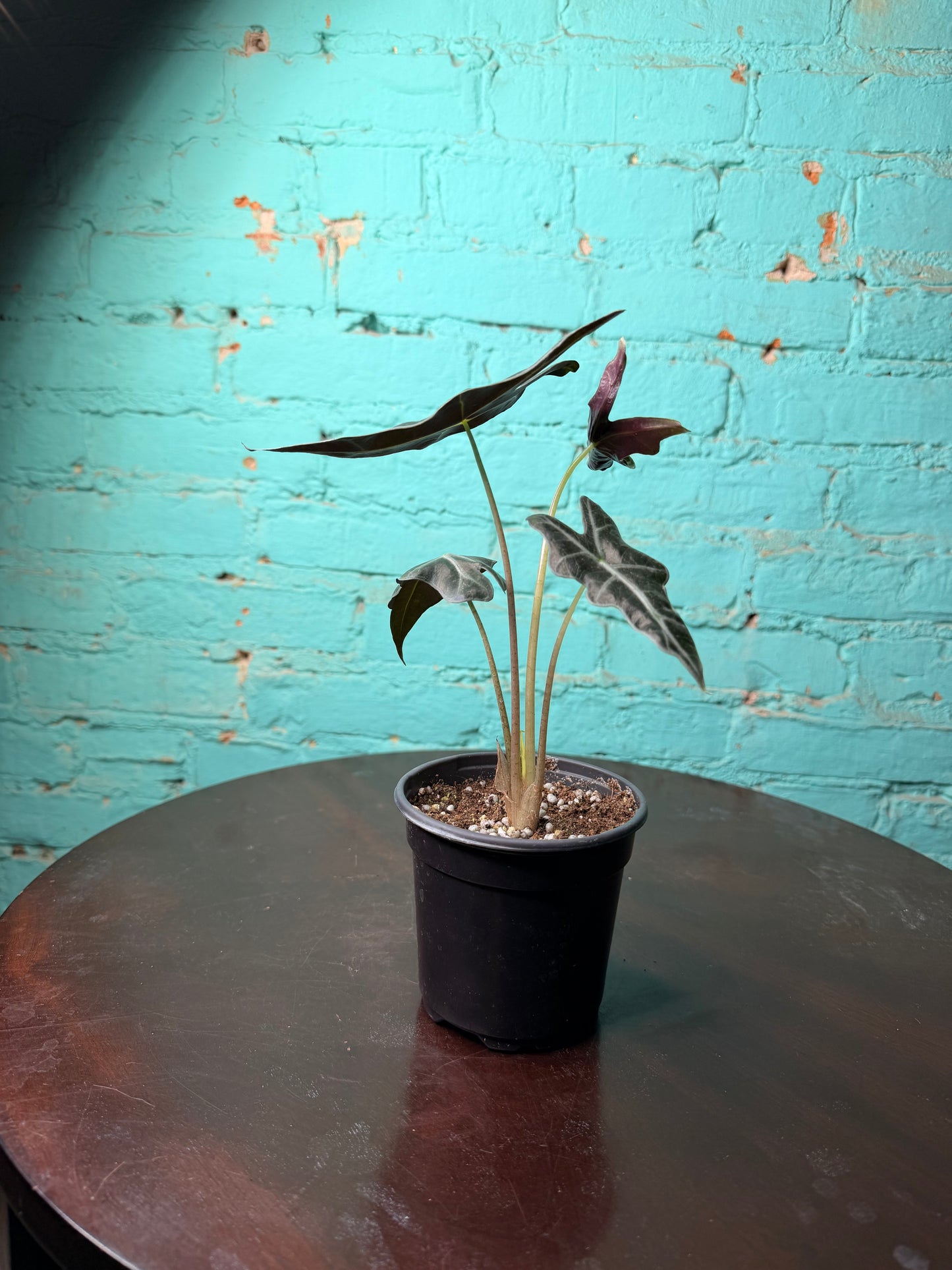 Alocasia Nobilis 4”