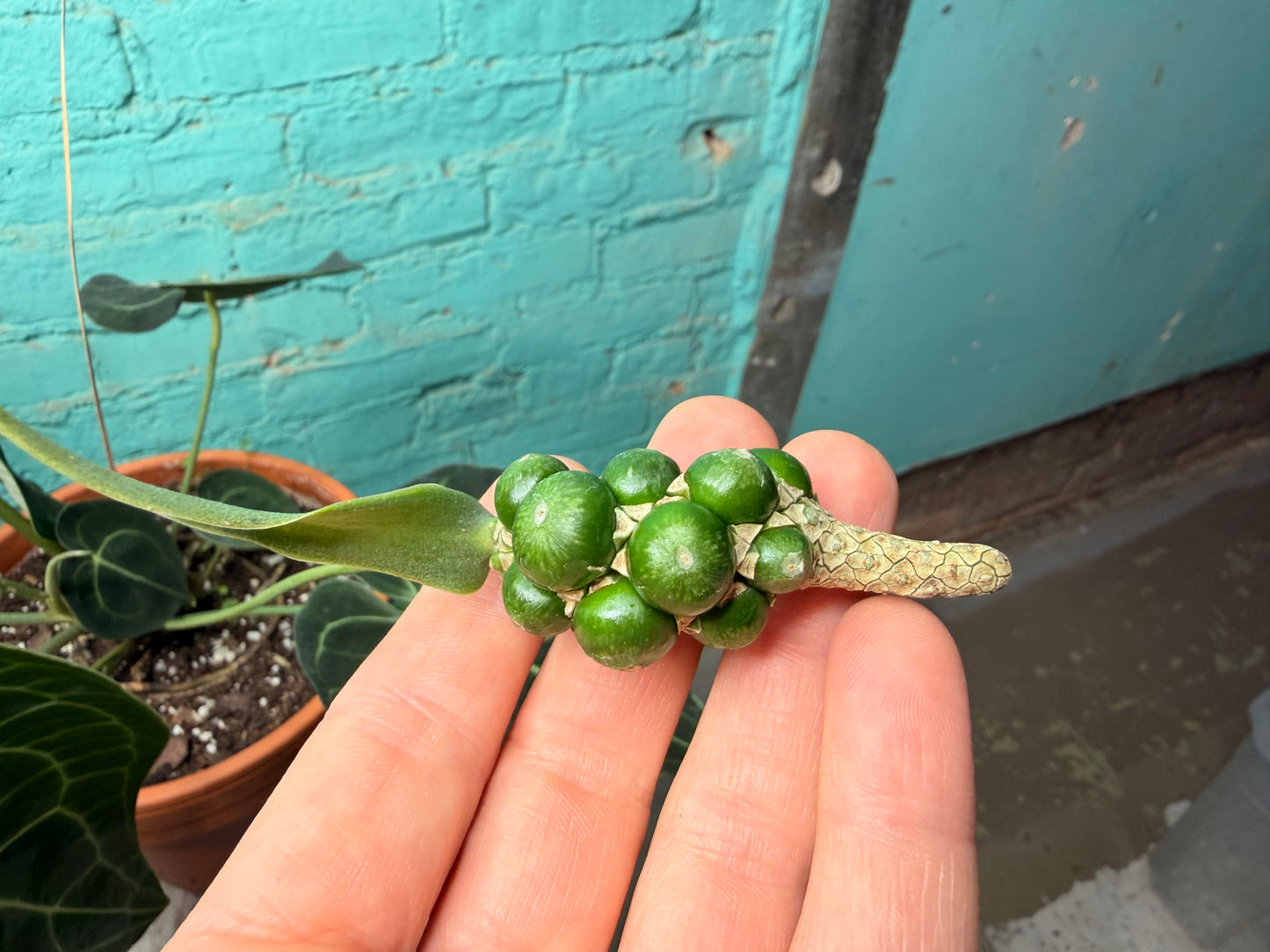 Anthurium Clarinervium 8” (Clay)