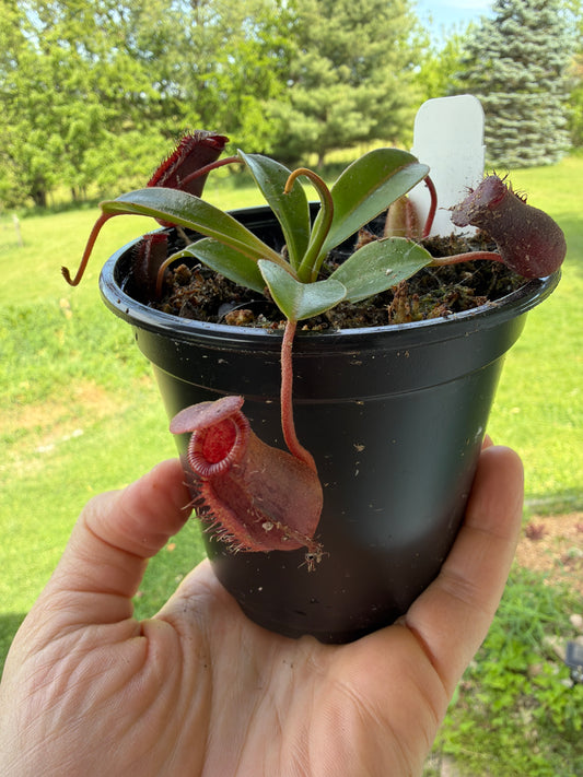 Nepenthes Pitcher Plant “Lowii x Ventricos“4”