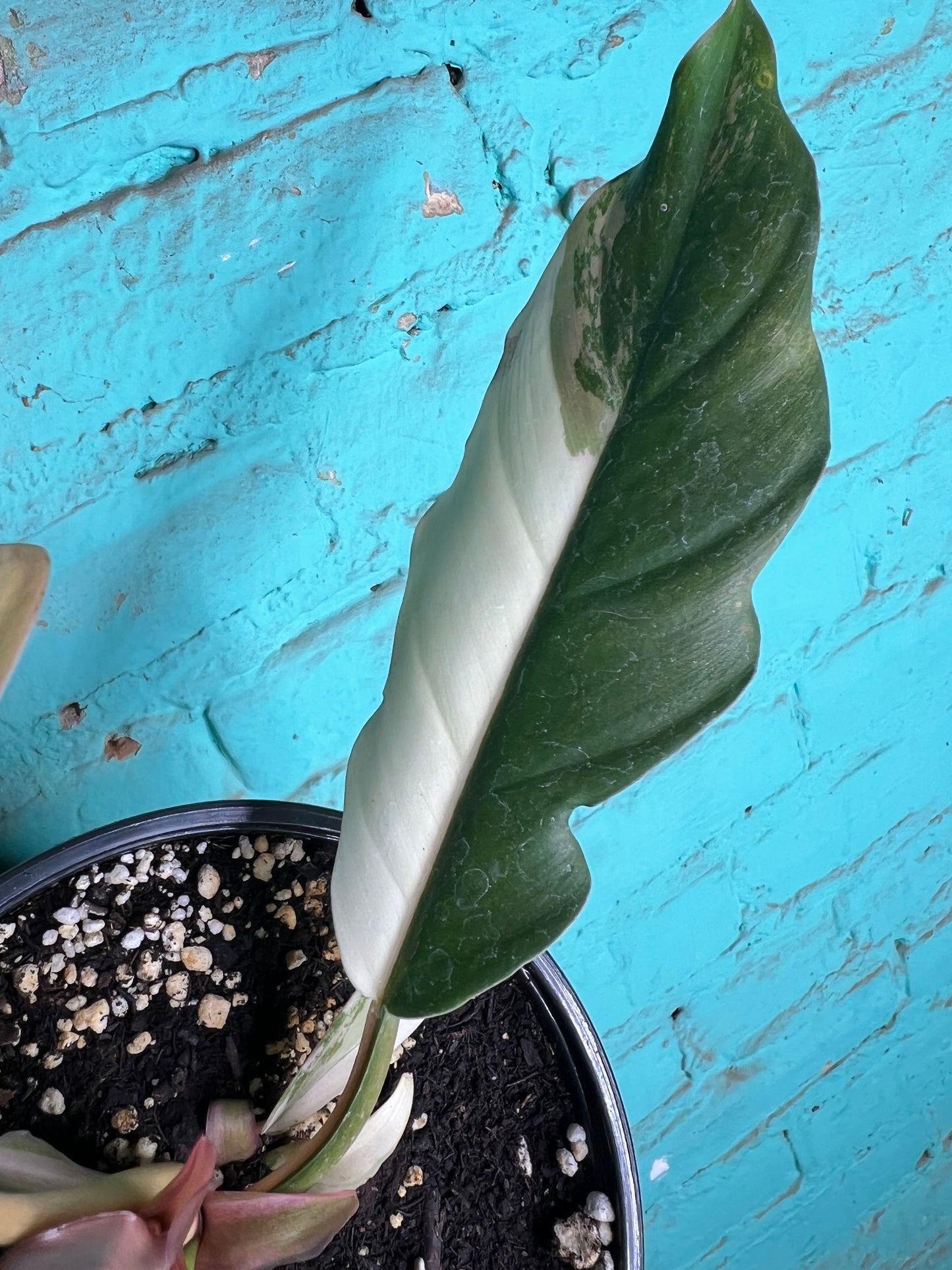 Philodendron Carmel Marble 6”