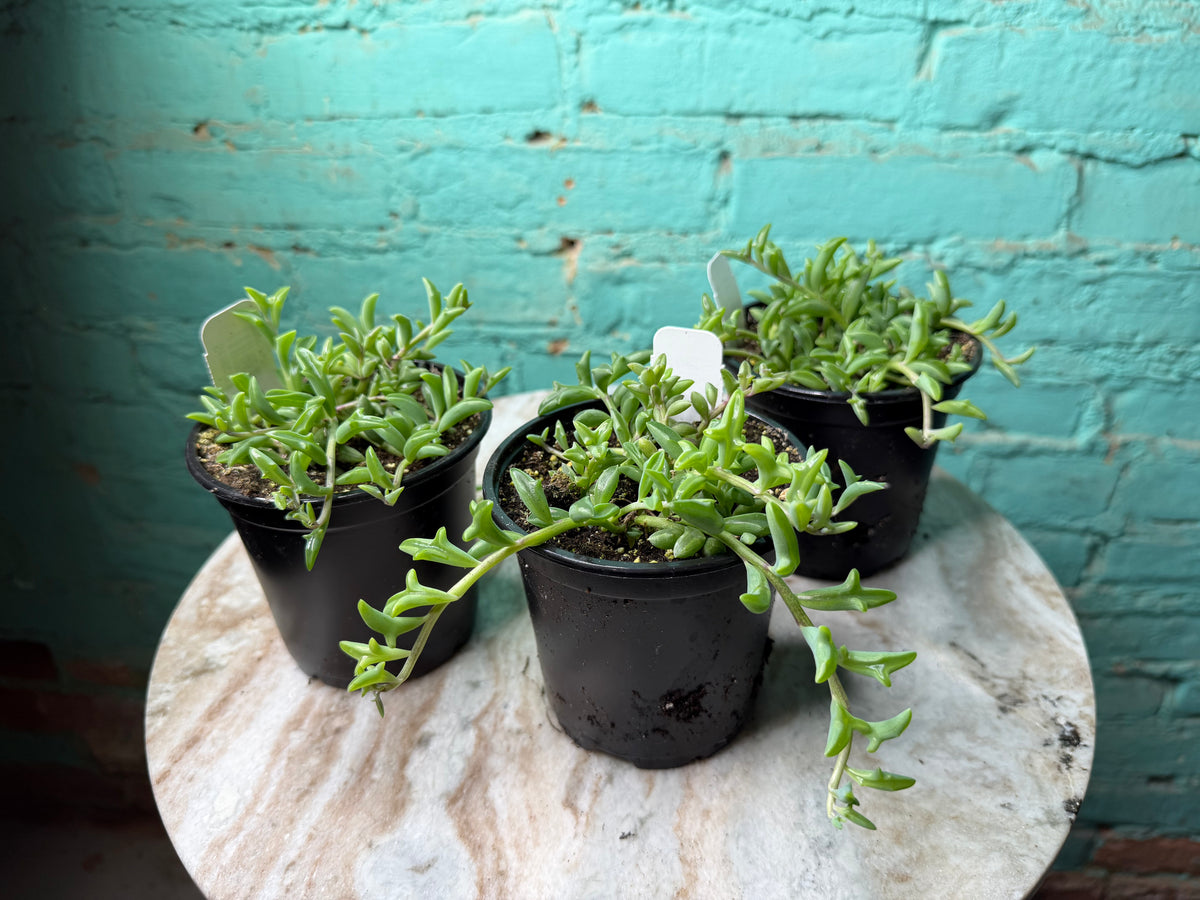 String of Dolphins 4”