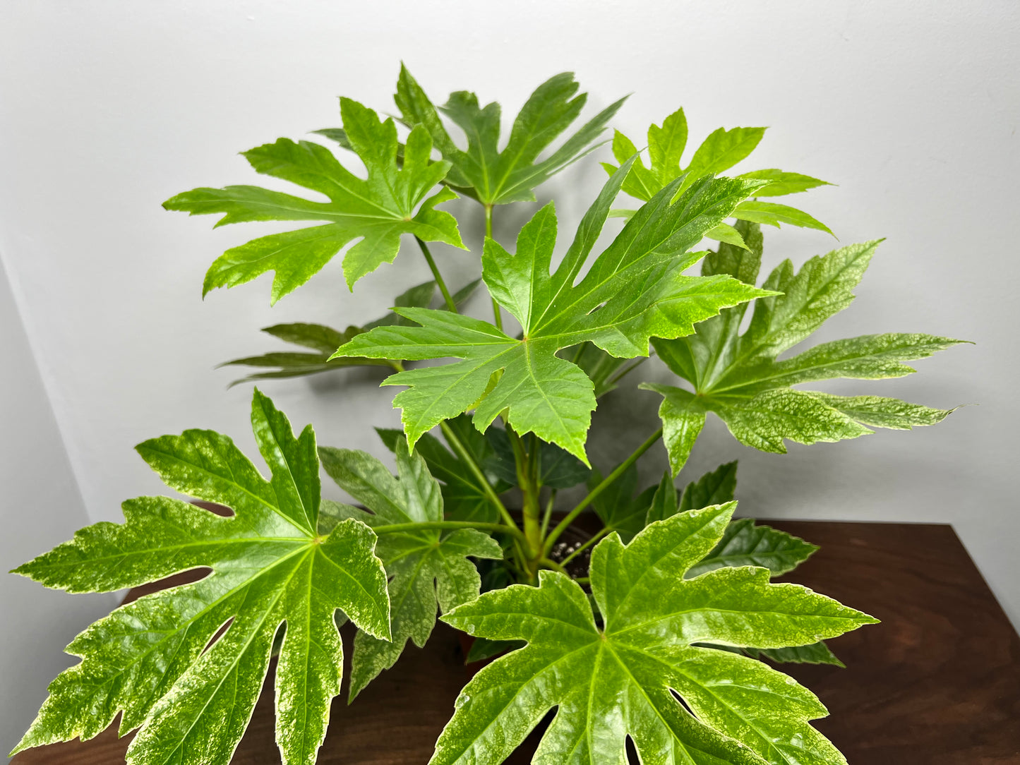 Japanese Fatsia