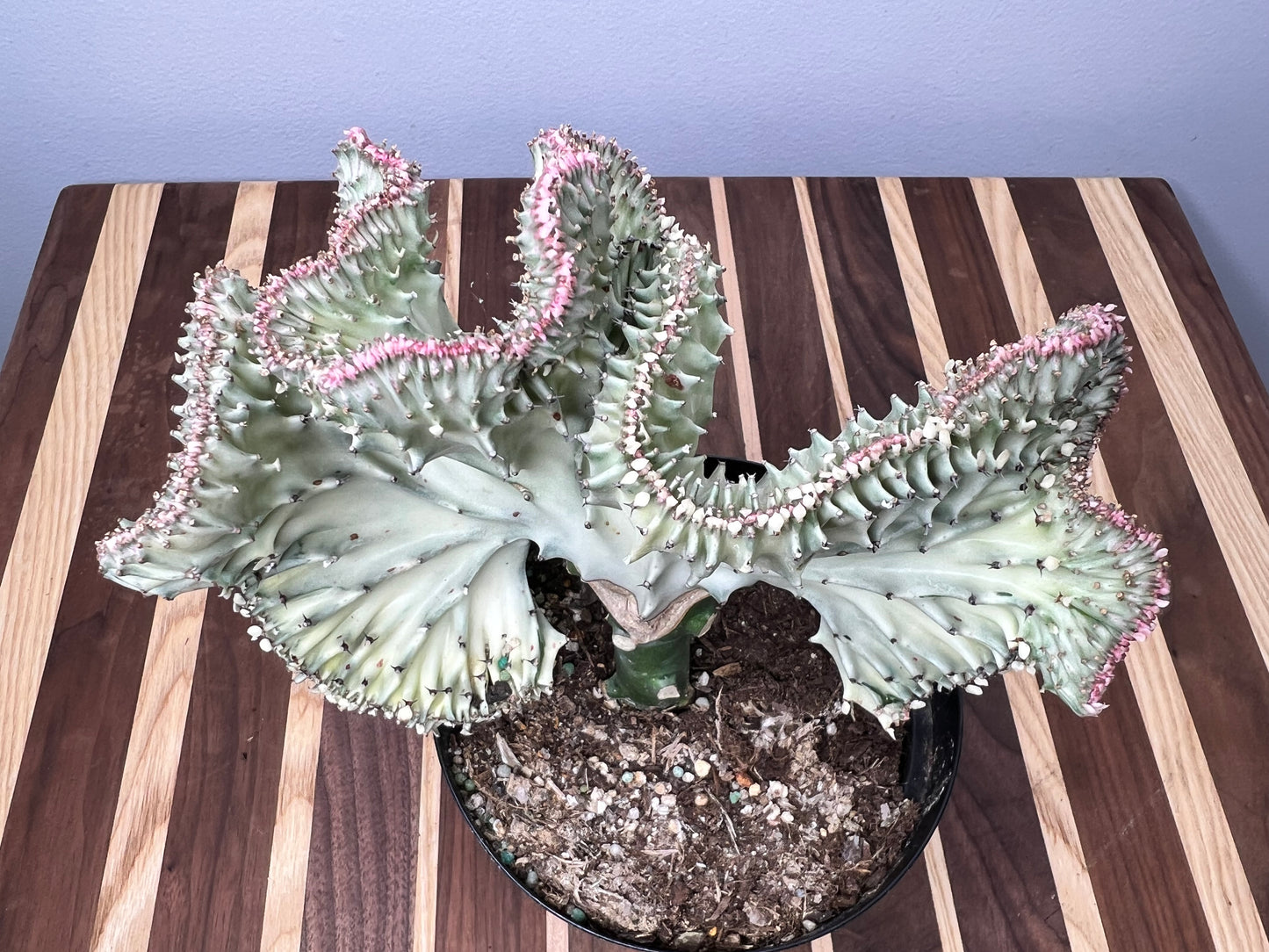 Mermaid Tail- Euphorbia Lactea 6”