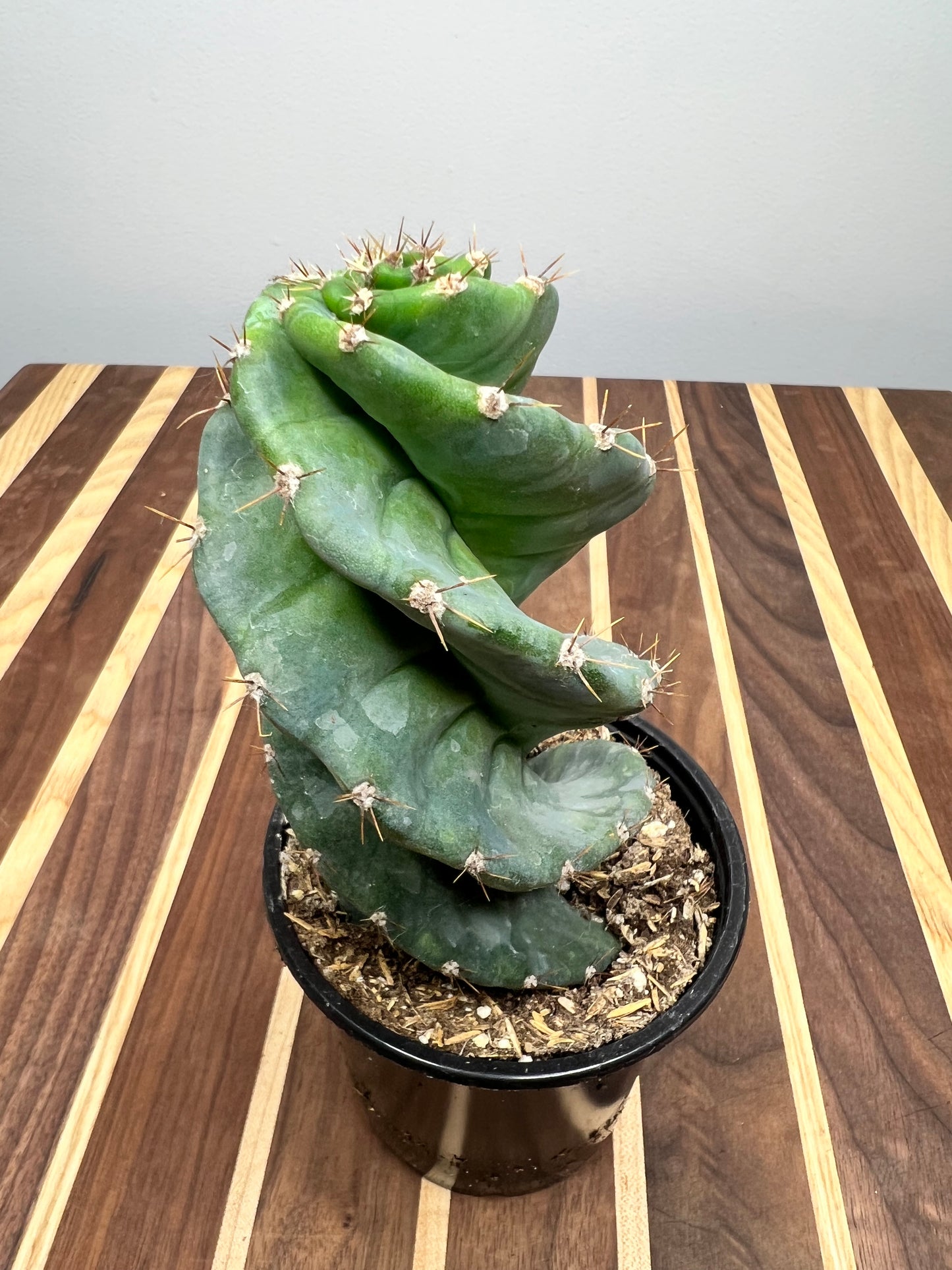 Cereus Forbesii Spiralis 4”