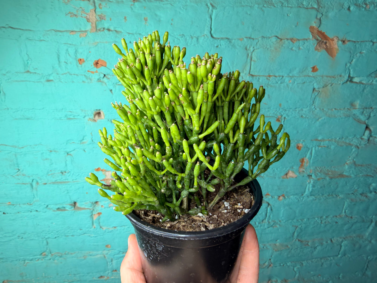 Rhipsalis Baccifera (Mistletoe Cactus) 4”