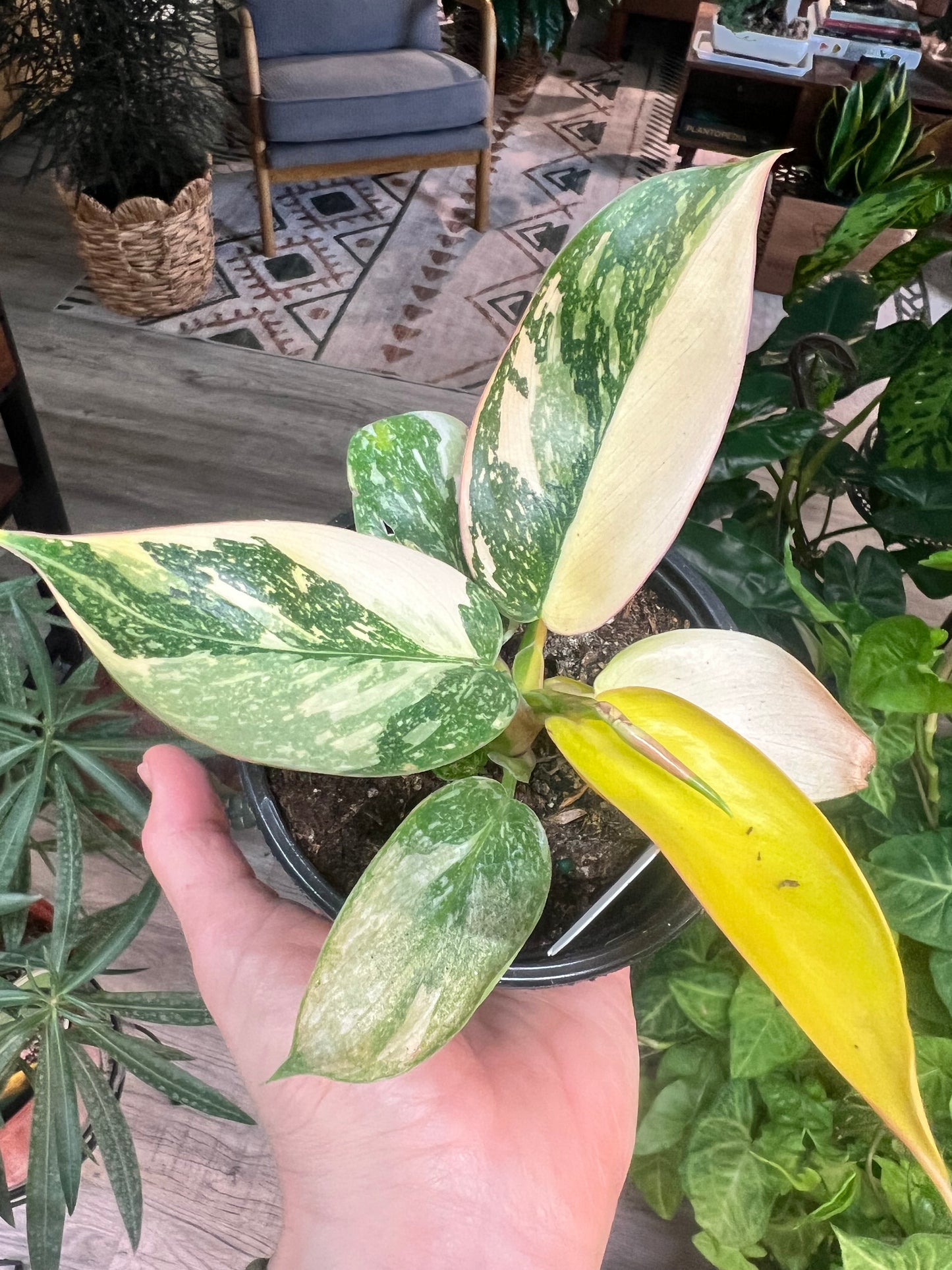 Philodendron Congo Nuclear Variegated