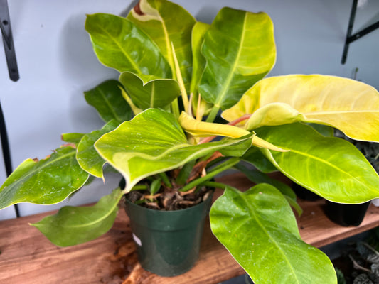 Philodendron Moonlight 6”