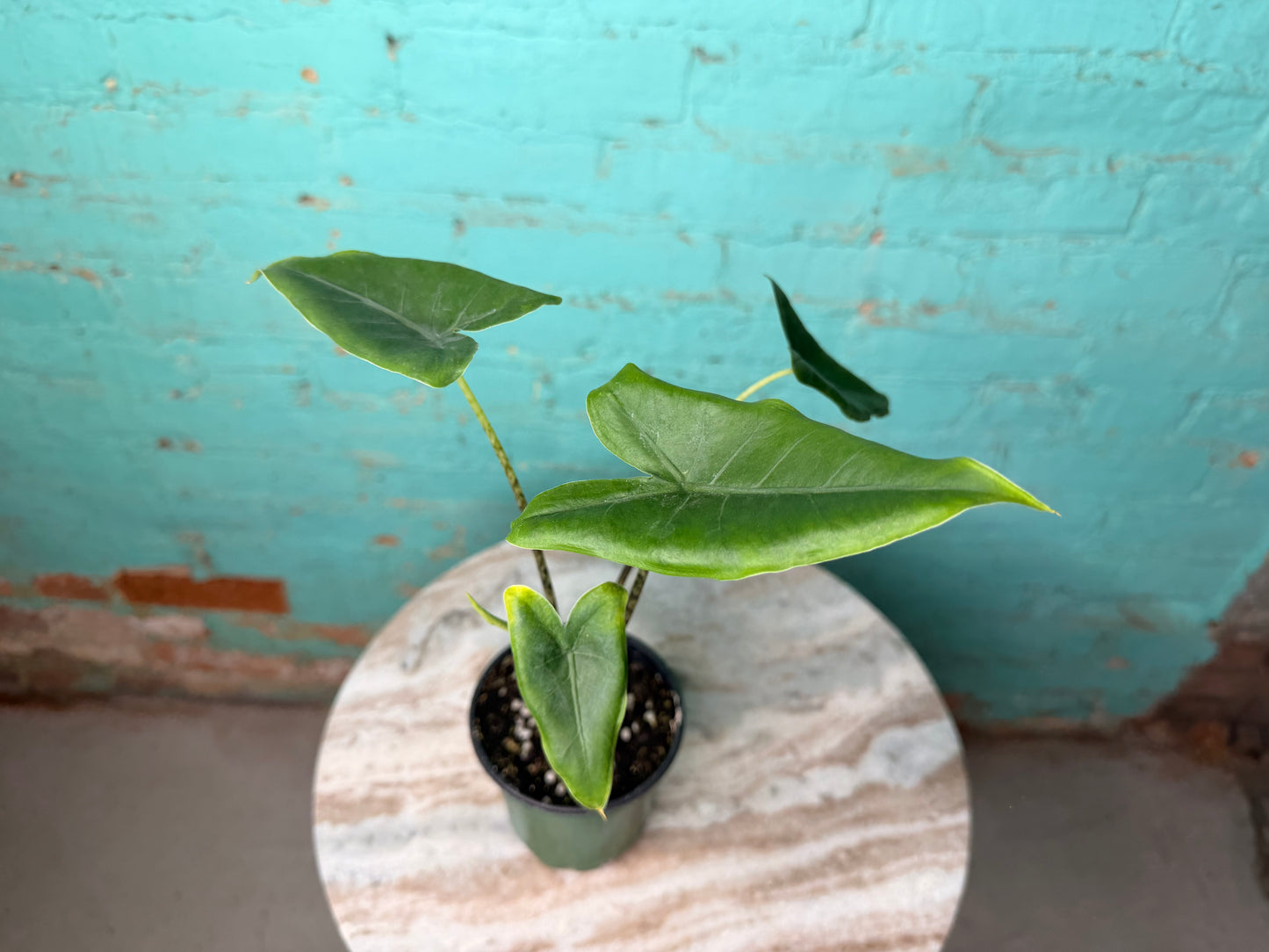 Alocasia-Zebrina 4”