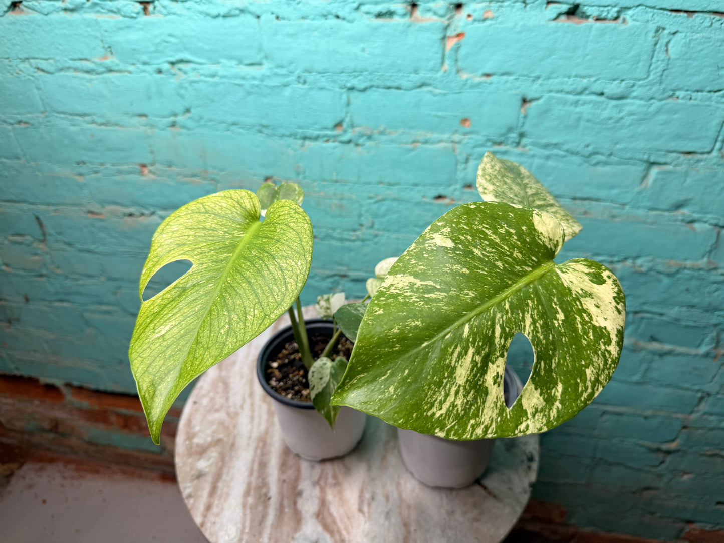 Monstera White Monster 4”