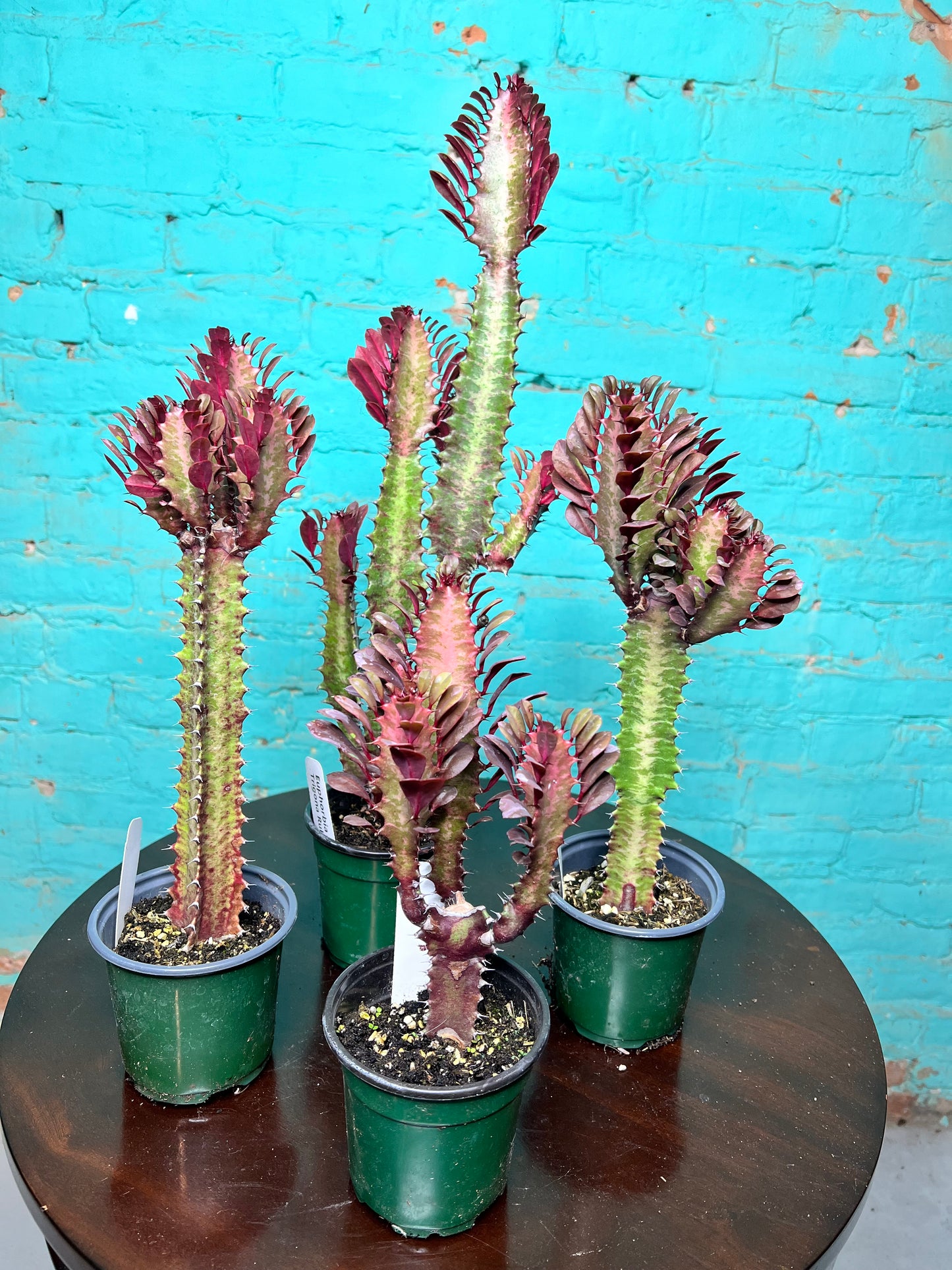 Euphorbia Trigonia Red 4”