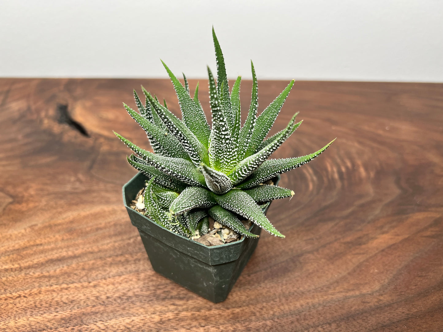 Haworthia -Zebra Plant