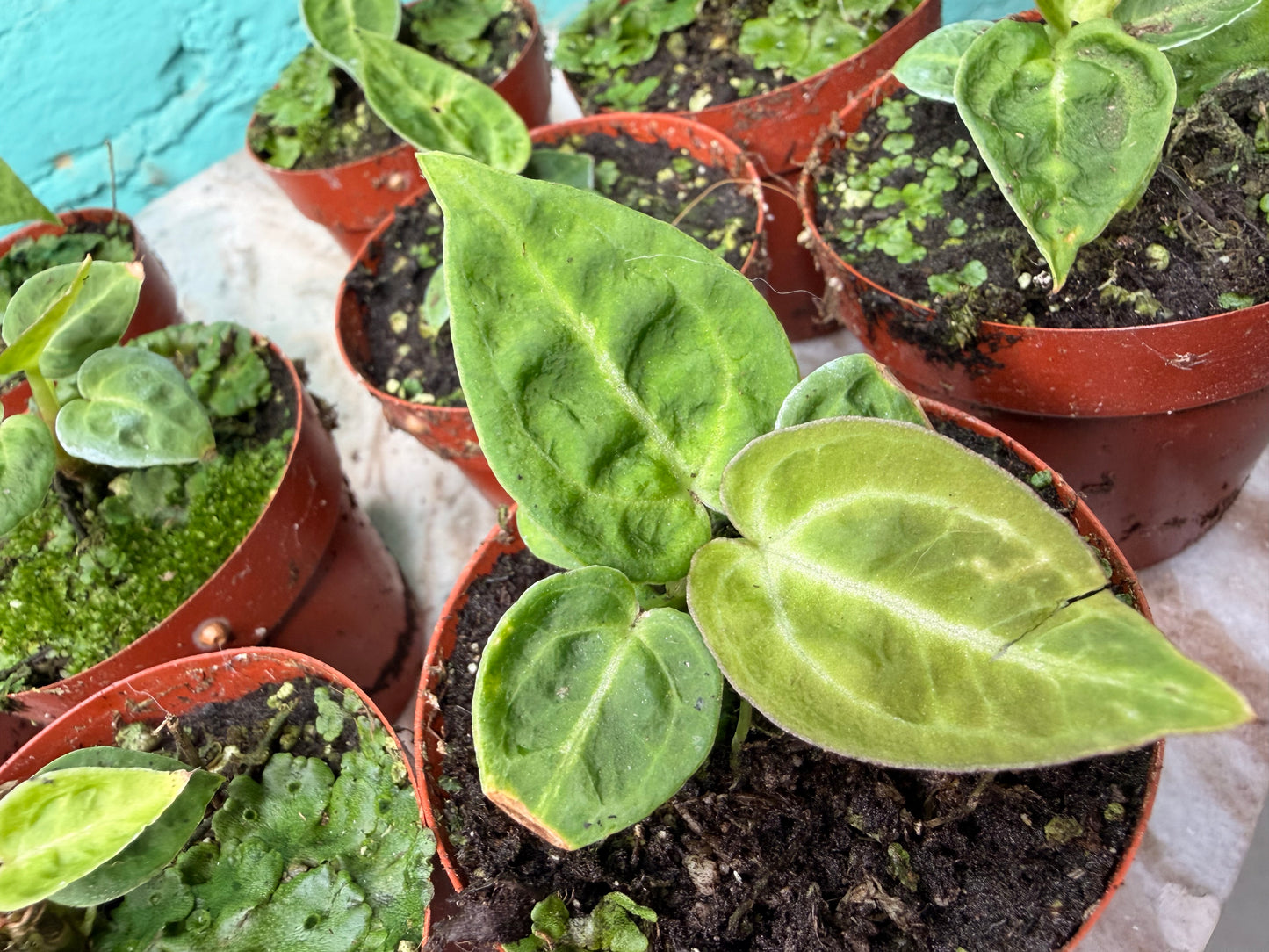 Anthurium Doryaki Vs Crystallinum 3”