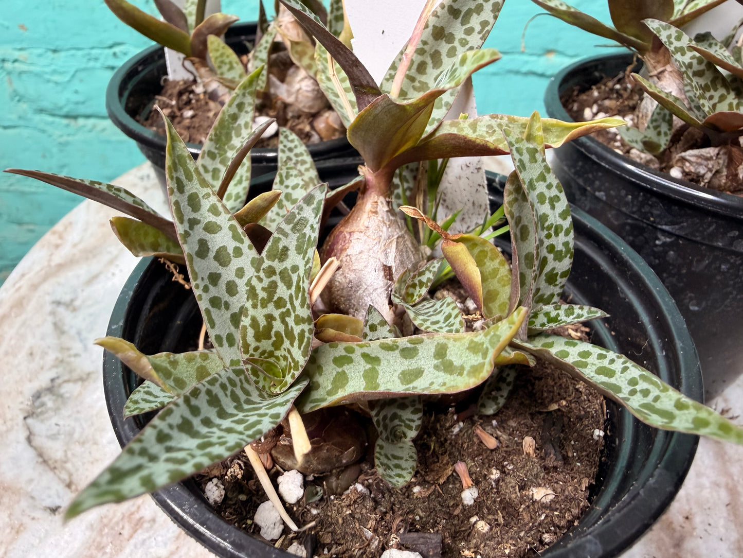 Scilla violacea or Ledebouria socialis ‘Leopard Lily’ 4”