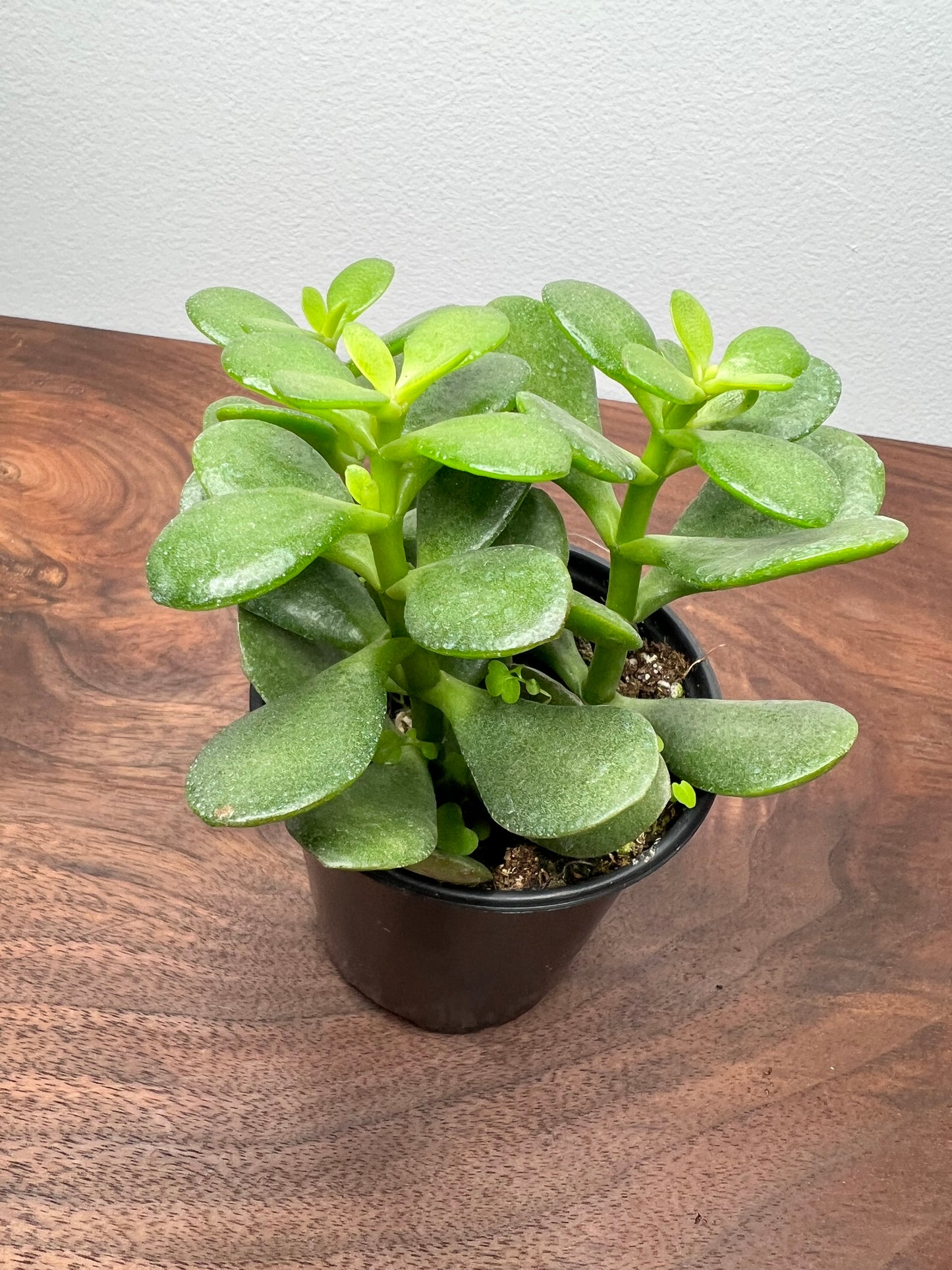 Jade (4 inch)