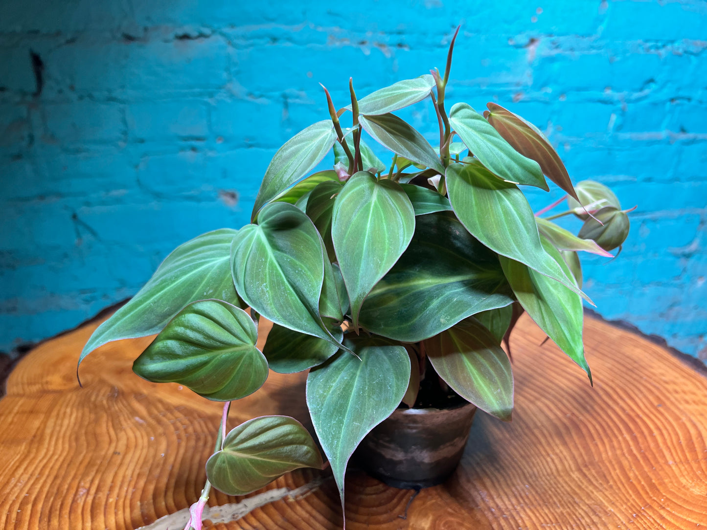 Philodendron Mican 4”