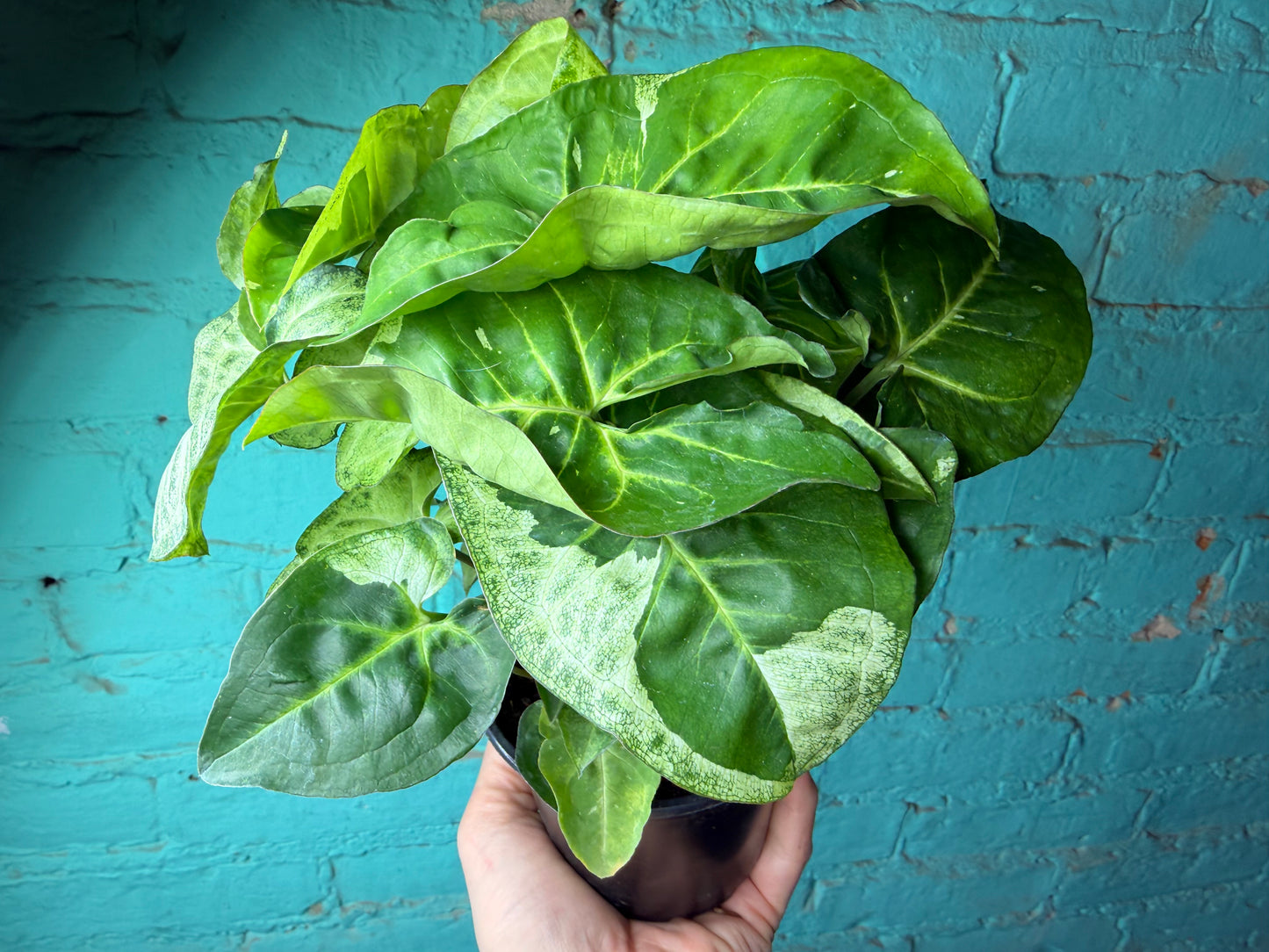 Syngonium Podophyllum Variegated 4”
