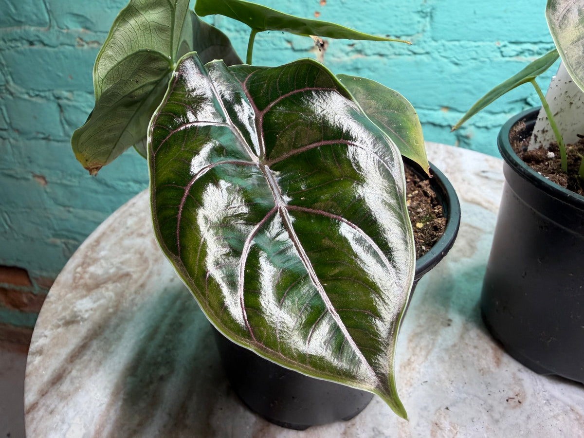 Alocasia Azlanii 4”